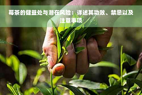 莓茶的健益处与潜在风险：详述其功效、禁忌以及注意事项