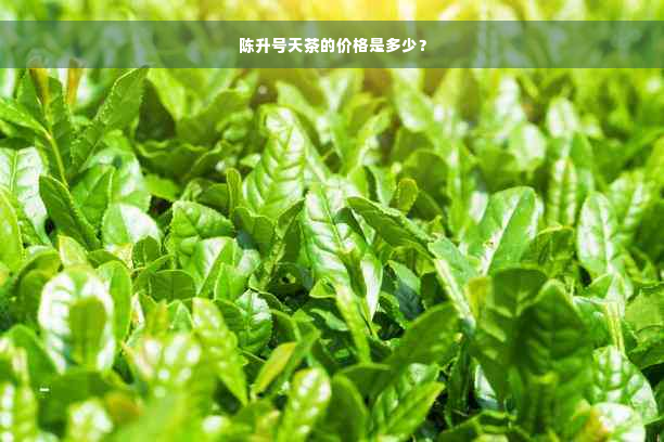 陈升号天茶的价格是多少？