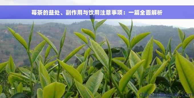 莓茶的益处、副作用与饮用注意事项：一篇全面解析