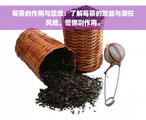 莓茶的作用与禁忌：了解莓茶的效益与潜在风险，警惕副作用。