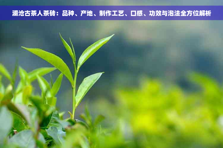 澜沧古茶人茶砖：品种、产地、制作工艺、口感、功效与泡法全方位解析