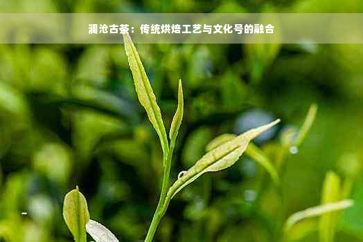 澜沧古茶：传统烘焙工艺与文化号的融合