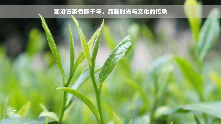 澜沧古茶香醇千年，品味时光与文化的传承