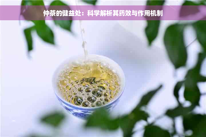 仲茶的健益处：科学解析其药效与作用机制