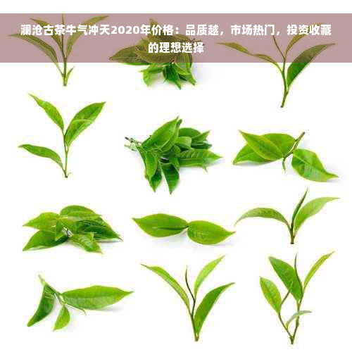 澜沧古茶牛气冲天2020年价格：品质越，市场热门，投资收藏的理想选择