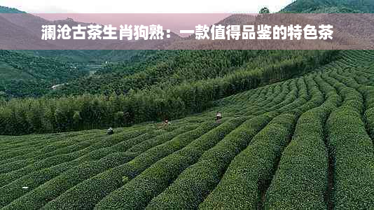 澜沧古茶生肖狗熟：一款值得品鉴的特色茶