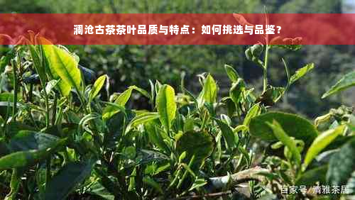 澜沧古茶茶叶品质与特点：如何挑选与品鉴？