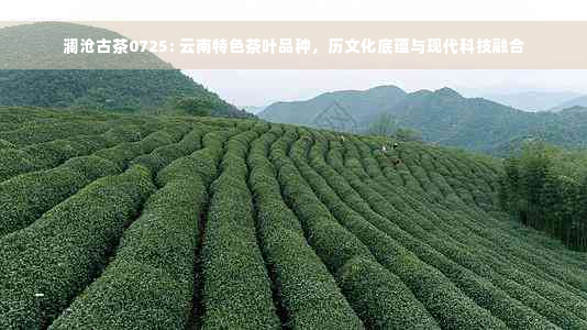 澜沧古茶0725: 云南特色茶叶品种，历文化底蕴与现代科技融合