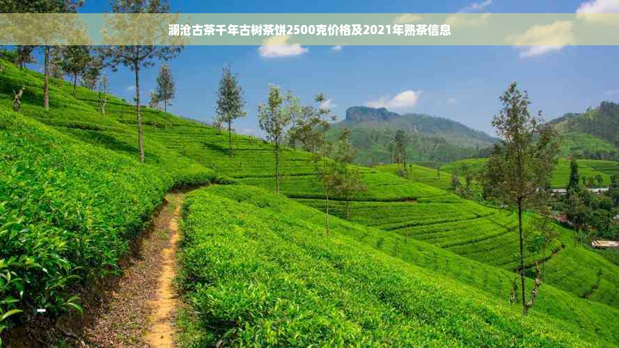 澜沧古茶千年古树茶饼2500克价格及2021年熟茶信息