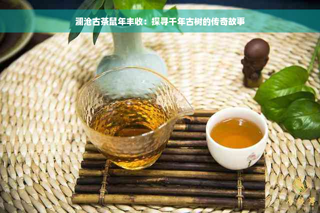 澜沧古茶鼠年丰收：探寻千年古树的传奇故事