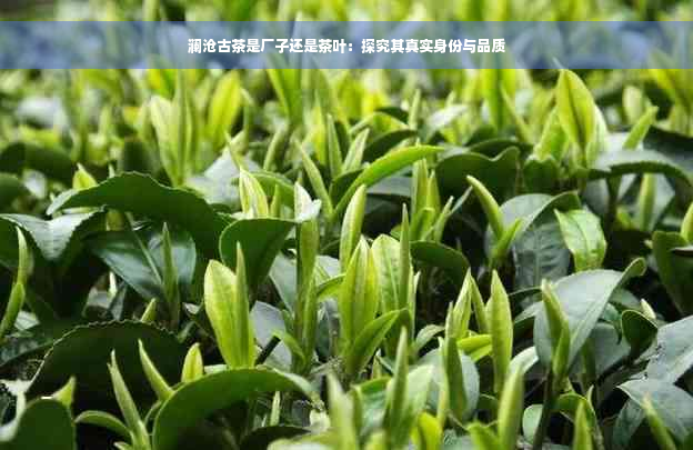 澜沧古茶是厂子还是茶叶：探究其真实身份与品质