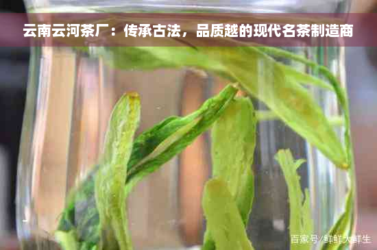 云南云河茶厂：传承古法，品质越的现代名茶制造商