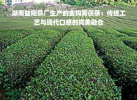 湖南益阳茶厂生产的金钩箐茯茶：传统工艺与现代口感的完美融合