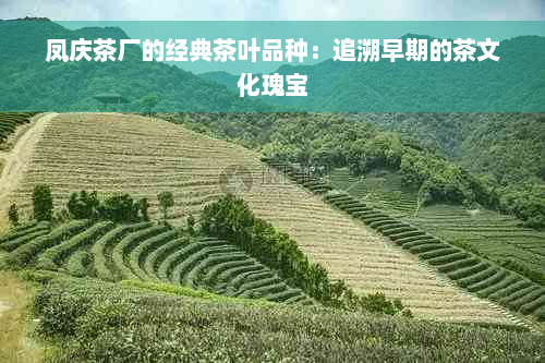 凤庆茶厂的经典茶叶品种：追溯早期的茶文化瑰宝