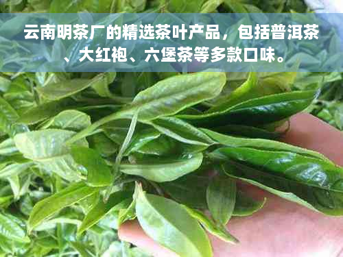 云南明茶厂的精选茶叶产品，包括普洱茶、大红袍、六堡茶等多款口味。