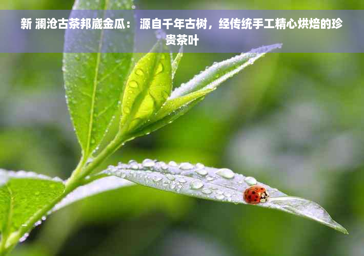 新 澜沧古茶邦崴金瓜： 源自千年古树，经传统手工精心烘焙的珍贵茶叶