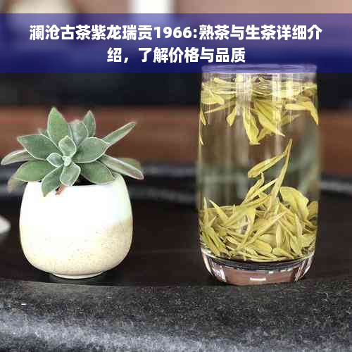 澜沧古茶紫龙瑞贡1966:熟茶与生茶详细介绍，了解价格与品质