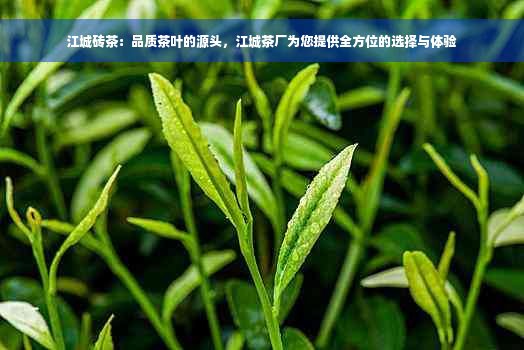 江城砖茶：品质茶叶的源头，江城茶厂为您提供全方位的选择与体验