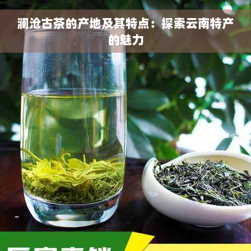 澜沧古茶的产地及其特点：探索云南特产的魅力