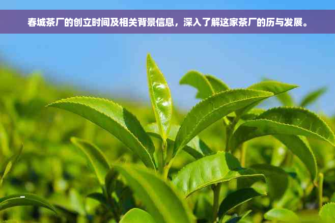 春城茶厂的创立时间及相关背景信息，深入了解这家茶厂的历与发展。