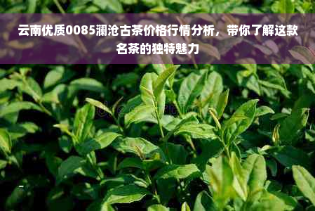 云南优质0085澜沧古茶价格行情分析，带你了解这款名茶的独特魅力