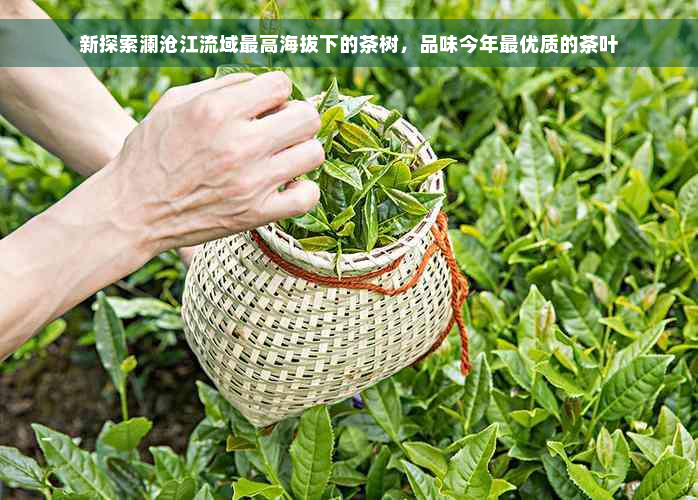 新探索澜沧江流域更高海拔下的茶树，品味今年更优质的茶叶