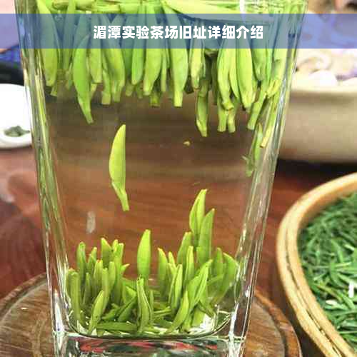 湄潭实验茶场旧址详细介绍