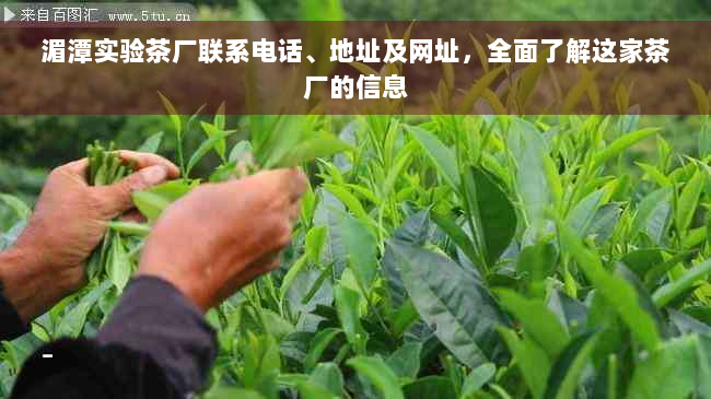 湄潭实验茶厂联系电话、地址及网址，全面了解这家茶厂的信息