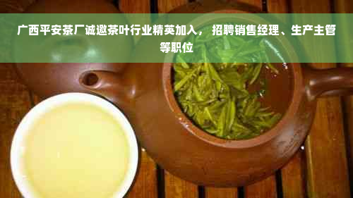 广西平安茶厂诚邀茶叶行业精英加入， 招聘销售经理、生产主管等职位