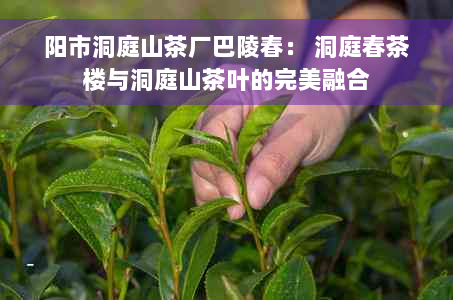 阳市洞庭山茶厂巴陵春： 洞庭春茶楼与洞庭山茶叶的完美融合