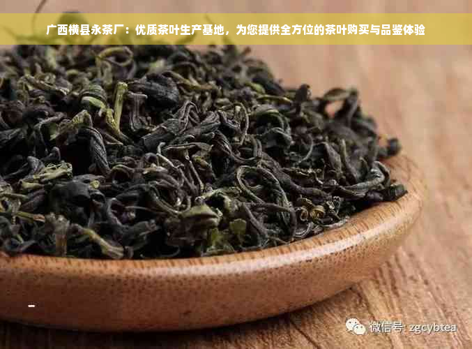 广西横县永茶厂：优质茶叶生产基地，为您提供全方位的茶叶购买与品鉴体验