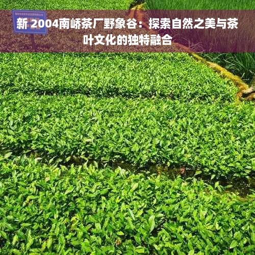 新 2004南峤茶厂野象谷：探索自然之美与茶叶文化的独特融合