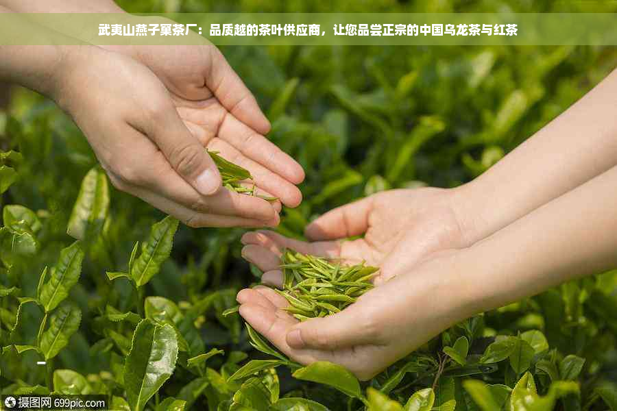 武夷山燕子窠茶厂：品质越的茶叶供应商，让您品尝正宗的中国乌龙茶与红茶