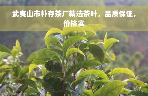 武夷山市朴存茶厂精选茶叶，品质保证，价格实