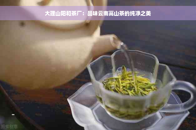 大理山阳和茶厂：品味云南高山茶的纯净之美