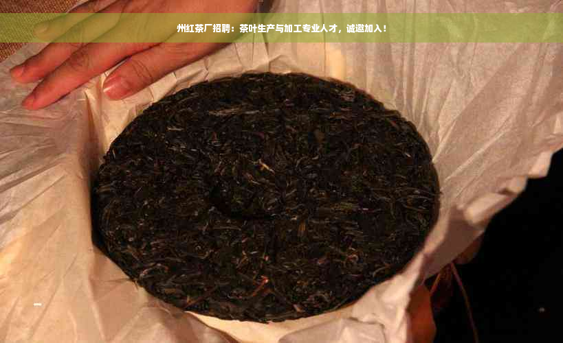 州红茶厂招聘：茶叶生产与加工专业人才，诚邀加入！