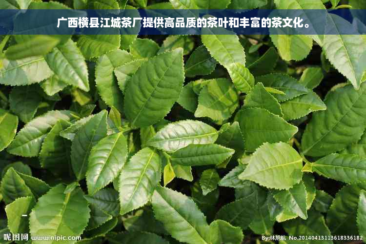 广西横县江城茶厂提供高品质的茶叶和丰富的茶文化。