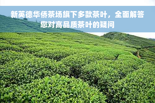 新英德华侨茶场旗下多款茶叶，全面解答您对高品质茶叶的疑问