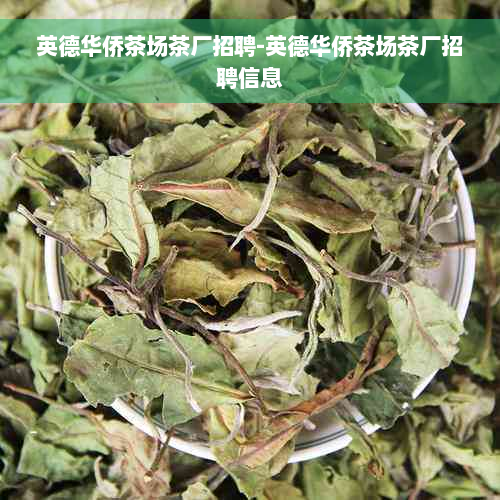 英德华侨茶场茶厂招聘-英德华侨茶场茶厂招聘信息