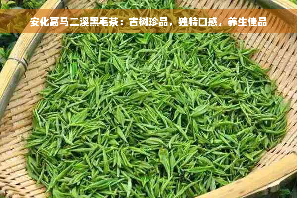 安化高马二溪黑毛茶：古树珍品，独特口感，养生佳品