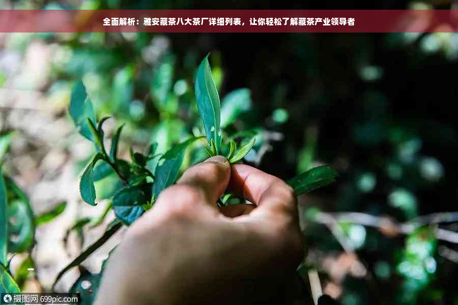 全面解析：雅安藏茶八大茶厂详细列表，让你轻松了解藏茶产业领导者