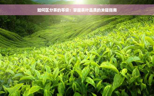 如何区分茶的等级：掌握茶叶品质的关键指南