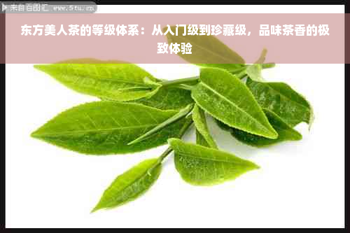 东方美人茶的等级体系：从入门级到珍藏级，品味茶香的极致体验