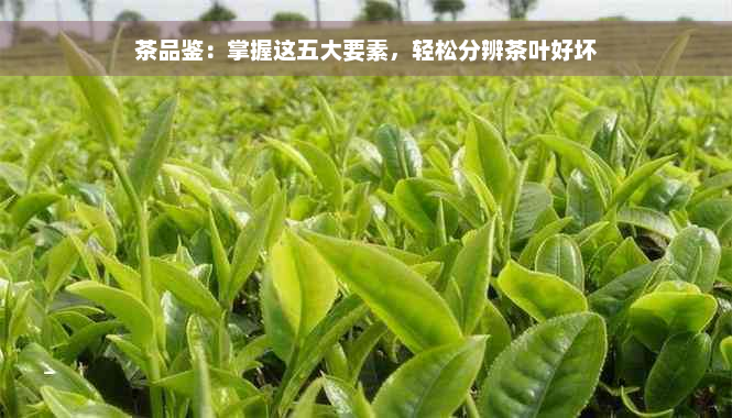 茶品鉴：掌握这五大要素，轻松分辨茶叶好坏