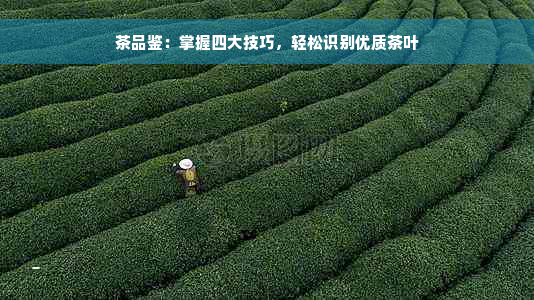 茶品鉴：掌握四大技巧，轻松识别优质茶叶