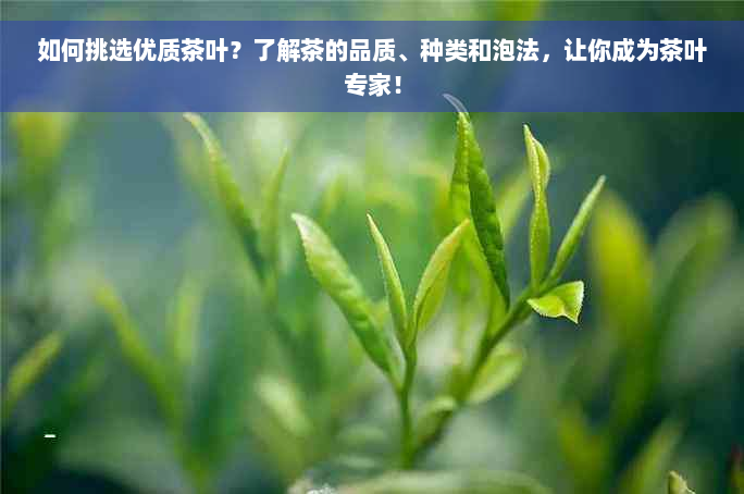 如何挑选优质茶叶？了解茶的品质、种类和泡法，让你成为茶叶专家！