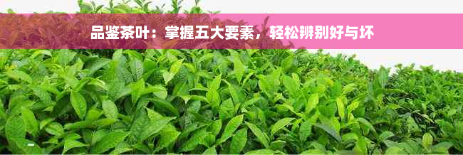 品鉴茶叶：掌握五大要素，轻松辨别好与坏