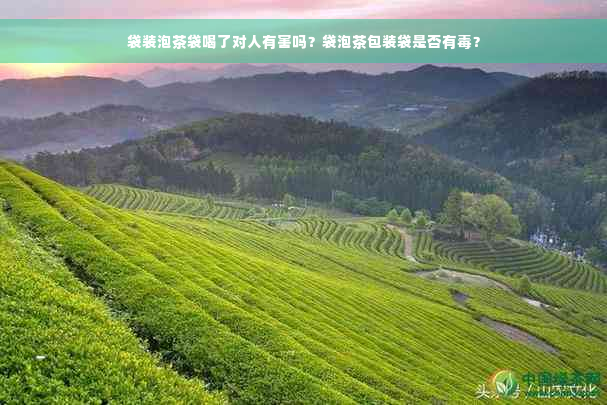 袋装泡茶袋喝了对人有害吗？袋泡茶包装袋是否有毒？