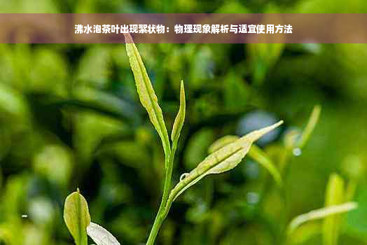 沸水泡茶叶出现絮状物：物理现象解析与适宜使用方法