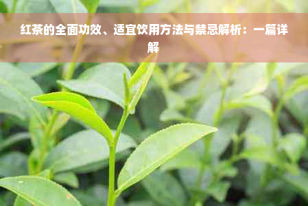 红茶的全面功效、适宜饮用方法与禁忌解析：一篇详解